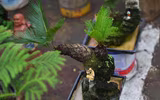 Ngắm bonsai mini giá hàng chục triệu đồng ở Hà Nội