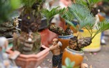 Ngắm bonsai mini giá hàng chục triệu đồng ở Hà Nội