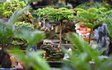 Ngắm bonsai mini giá hàng chục triệu đồng ở Hà Nội