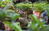Ngắm bonsai mini giá hàng chục triệu đồng ở Hà Nội