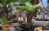 Ngắm bonsai mini giá hàng chục triệu đồng ở Hà Nội