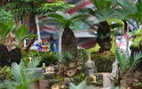 Ngắm bonsai mini giá hàng chục triệu đồng ở Hà Nội
