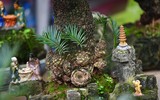 Ngắm bonsai mini giá hàng chục triệu đồng ở Hà Nội