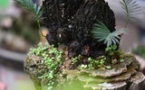 Ngắm bonsai mini giá hàng chục triệu đồng ở Hà Nội