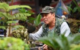 Ngắm bonsai mini giá hàng chục triệu đồng ở Hà Nội
