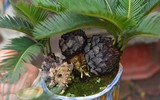 Ngắm bonsai mini giá hàng chục triệu đồng ở Hà Nội