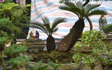 Ngắm bonsai mini giá hàng chục triệu đồng ở Hà Nội
