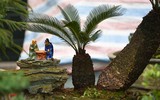 Ngắm bonsai mini giá hàng chục triệu đồng ở Hà Nội