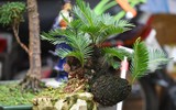 Ngắm bonsai mini giá hàng chục triệu đồng ở Hà Nội