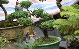 Ngắm bonsai mini giá hàng chục triệu đồng ở Hà Nội
