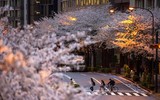 Ngắm hoa anh đào nở sớm ở Nhật Bản
