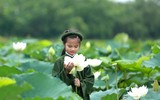 Dịu dàng mùa sen Hà thành