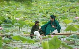 Dịu dàng mùa sen Hà thành