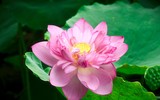 Dịu dàng mùa sen Hà thành