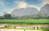 Dịu dàng mùa sen Hà thành