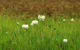 Dịu dàng mùa sen Hà thành