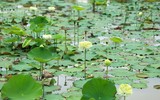 Dịu dàng mùa sen Hà thành