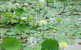 Dịu dàng mùa sen Hà thành