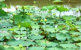 Dịu dàng mùa sen Hà thành