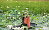Dịu dàng mùa sen Hà thành