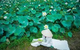 Dịu dàng mùa sen Hà thành