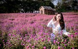 Khám phá thung lũng hoa bách nhật tím hồng đẹp nhất Hà Nội 