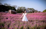 Khám phá thung lũng hoa bách nhật tím hồng đẹp nhất Hà Nội 