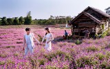 Khám phá thung lũng hoa bách nhật tím hồng đẹp nhất Hà Nội 