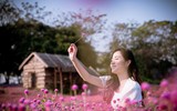 Khám phá thung lũng hoa bách nhật tím hồng đẹp nhất Hà Nội 
