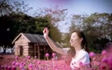 Khám phá thung lũng hoa bách nhật tím hồng đẹp nhất Hà Nội 