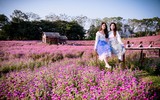 Khám phá thung lũng hoa bách nhật tím hồng đẹp nhất Hà Nội 