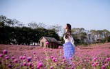 Khám phá thung lũng hoa bách nhật tím hồng đẹp nhất Hà Nội 