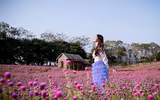 Khám phá thung lũng hoa bách nhật tím hồng đẹp nhất Hà Nội 