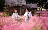 Khám phá thung lũng hoa bách nhật tím hồng đẹp nhất Hà Nội 