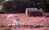 Khám phá thung lũng hoa bách nhật tím hồng đẹp nhất Hà Nội 