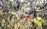 Cận cảnh băng giá ở những tỉnh vùng núi phía Bắc 