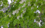 Ngắm hoa sưa nở trắng phố phường Hà Nội
