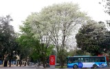 Ngắm hoa sưa nở trắng phố phường Hà Nội