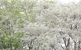 Ngắm hoa sưa nở trắng phố phường Hà Nội