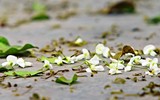 Ngắm hoa sưa nở trắng phố phường Hà Nội