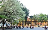 Ngắm hoa sưa nở trắng phố phường Hà Nội