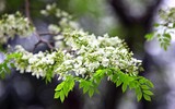 Ngắm hoa sưa nở trắng phố phường Hà Nội