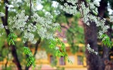Ngắm hoa sưa nở trắng phố phường Hà Nội