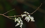 Ngắm hoa sưa nở trắng phố phường Hà Nội