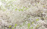Ngắm hoa sưa nở trắng phố phường Hà Nội