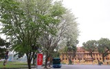 Ngắm hoa sưa nở trắng phố phường Hà Nội