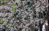 Ngắm hoa sưa nở trắng phố phường Hà Nội