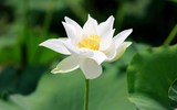 Ngắm đầm sen trắng tinh khôi, hiếm có ở Hà Nội