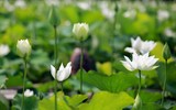 Ngắm đầm sen trắng tinh khôi, hiếm có ở Hà Nội