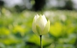 Ngắm đầm sen trắng tinh khôi, hiếm có ở Hà Nội